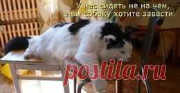 Животные