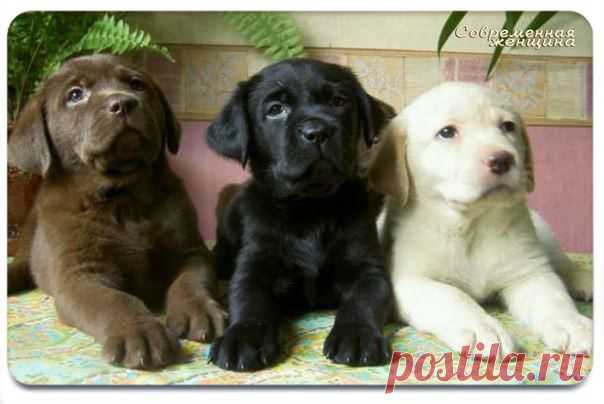 три вида шоколада