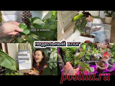 Филодендрон Пловмани, монстера, нефролепис тигр, хойя каудата: уход, пересадка, размножение иииии…….