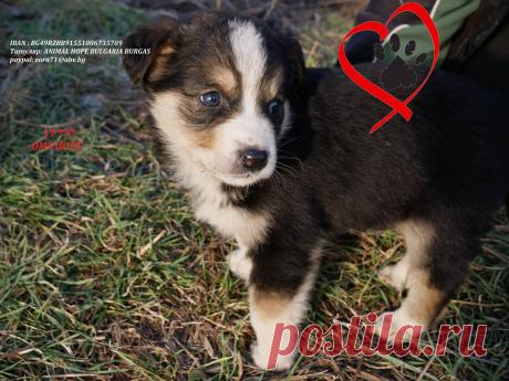 (38) Animal Hope Bulgaria - Burgas - Начало