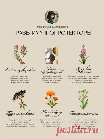 Травы имуннопротекторы