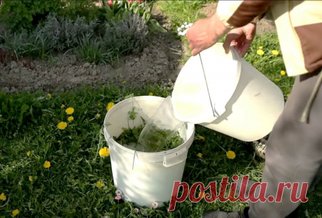 Бесплатное органическое удобрение для ваших растений! Понравится всем 🌿 | Procvetok | Дзен