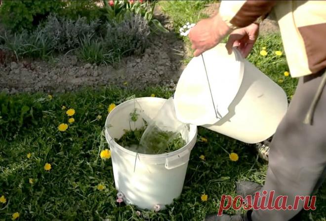 Бесплатное органическое удобрение для ваших растений! Понравится всем 🌿 | Procvetok | Дзен