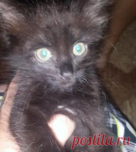 В ЖАРКОМ ИЮЛЕ В НАШ КОШАЧИЙ ДВОР ПОДКИНУЛИ КРОШЕЧНОГО ЧЕРНОГО ЗАМОРЫША… — Лап-Ушки.com — любимые животные