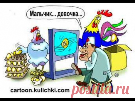Цыплята&amp;Как определить пол цыпленка