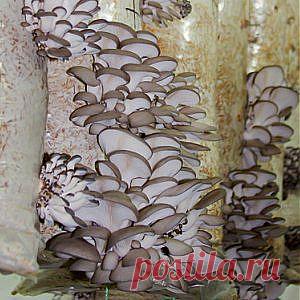 Усадьба | Огородник : Выращиваем вешенки на субстрате