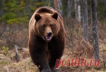 Самые большие виды медведей - Научно-популярный журнал «Как и почему»