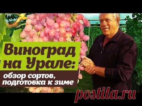 Виноград на Южном Урале  Сорта и рекомендации по подготовке к зиме