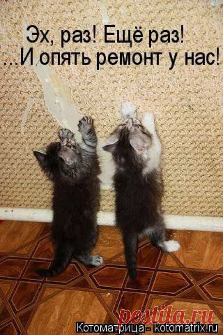 (+1) тема - Новая котоматрица | Четвероногий юмор