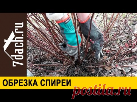 Обрезка спирей - 7 дач