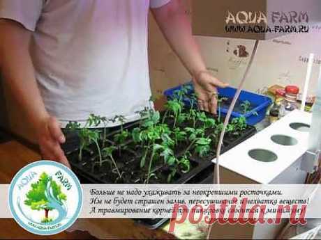 ▶ Выращивание рассады томатов за 30 дней дома! - YouTube
