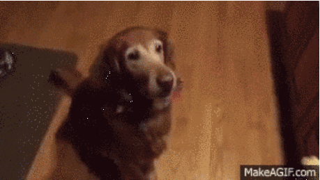 22 собаки, чья глупость рассмешит до слёз / Питомцы