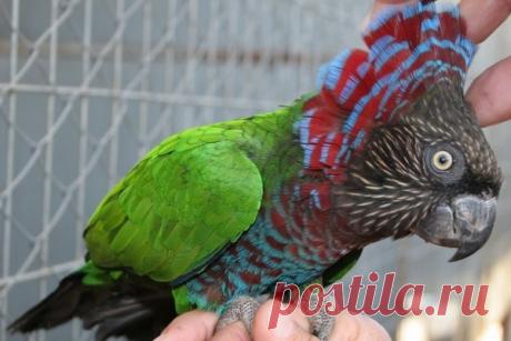 Веерный попугай (deroptyus accipitrinus).
В моменты, когда попугай возбужден или просто чем-то встревожен его роскошный воротник из перьев поднимается, делая внешний вид птицы неотразимым.