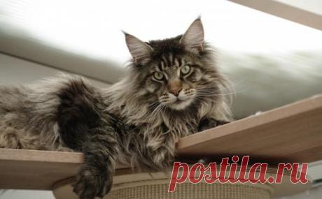 Интересные факты о мейн-кунах / Питомцы