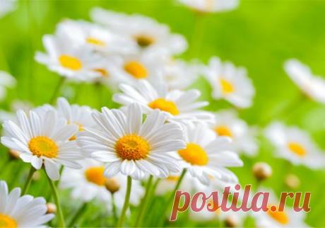 Зачем сажать цветы на огороде