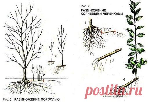 Как посадить и вырастить сливу

Сливу можно размножать порослью, черенками (корневыми и зелеными), окулировкой и прививкой.Наиболее старый и простой способ размножения порослью при получении корнесобственных растений (рис. 6). Такие растения отличаются выносливостью, приспособленностью к местным условиям и высокой урожайностью.
Показать полностью…