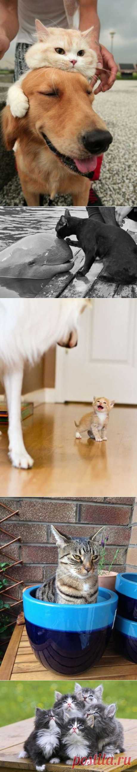 Забавные котики / Питомцы
