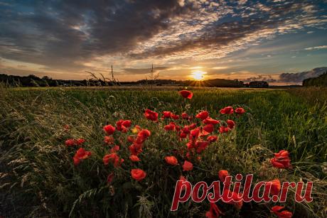 Poppy Sunset Poppies at sunset, Crank, nr Rainford, Merseyside, UK