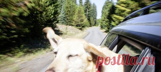 Почему нам не сидится на месте? Мы жаждем приключений, иногда подвергая себя реальной опасности: сплавляемся по бурной реке или идем в горы. Закрытие границ из-за карантина вызывает панику. А как только появляется возможность — мы снова собираемся в дорогу. Что мы ищем в дальних странствиях? #самоанализ #путешествия #впечатления #психологияличности