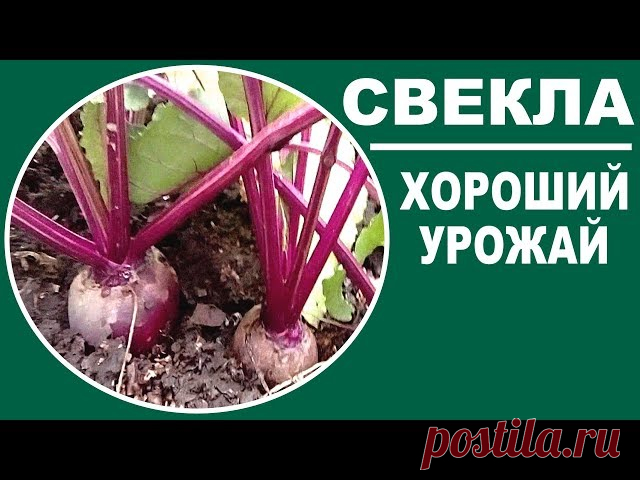 Чем подкормить свеклу для хорошего урожая | ДворикУдачи На сайте ДворикУдачи Вы найдете много видео на дачную тематику. Вашему вниманию представлено Чем подкормить свеклу для хорошего урожая. Каждый день что-то новое на ДворикУдачи в категории Любимая усадьба