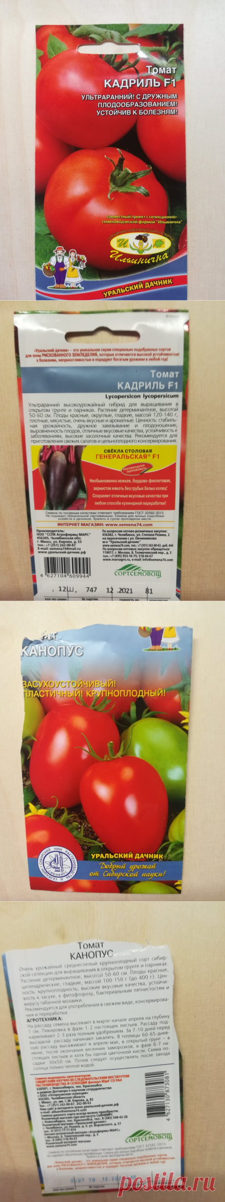 Посадила урожайные томаты — &quot;Кадриль&quot; и &quot;Канопус&quot;. Стойкие и ранние сорта с хорошими характеристиками | Блоггерство на пенсии | Яндекс Дзен