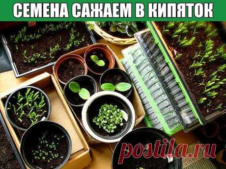 Семена сажаем в кипяток
 
"Как-то меня научили сажать сельдерей в кипяток. Всходы получились хорошие, и был хороший урожай сельдерея. Следующей весной посадил так базилик, лук порей и цветную капусту, а потом решил так же сажать цветы.
 
Сначала петунии, затем львиный зев и анютины глазки. Всходы получились хорошие. Теперь все цветы сажаю так.  
 
Вот как я делаю: землю в пластиковом контейнере (240х170х40 или 150х150х40) поливаю кипятком, из заварного чайника, кладу или с...