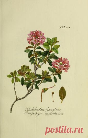 Österreichs allgemeine baumzucht, : oder Abbildungen in- und ausländischer Bäume und Sträuche, deren Anpflanzung in Österreich möglich und nützlich ist : Schmidt, Franz, 1751-1835 : Free Download, Borrow, and Streaming : Internet Archive