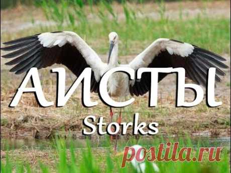 Аисты — Storks - YouTube