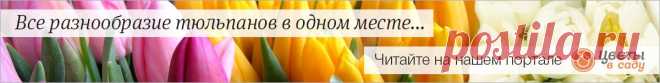 15 красивых и неприхотливых многолетников для сада | В цветнике (Огород.ru)