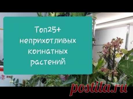 Неприхотливые и теневыносливые растения для новичков. Адаптация Голландских растений Ч.3
