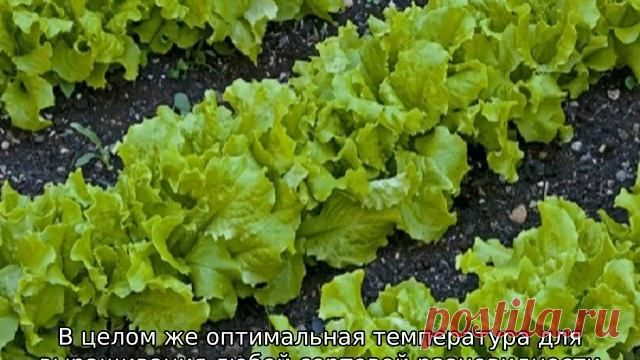 Виды салатов — лучшие сорта для открытого грунта