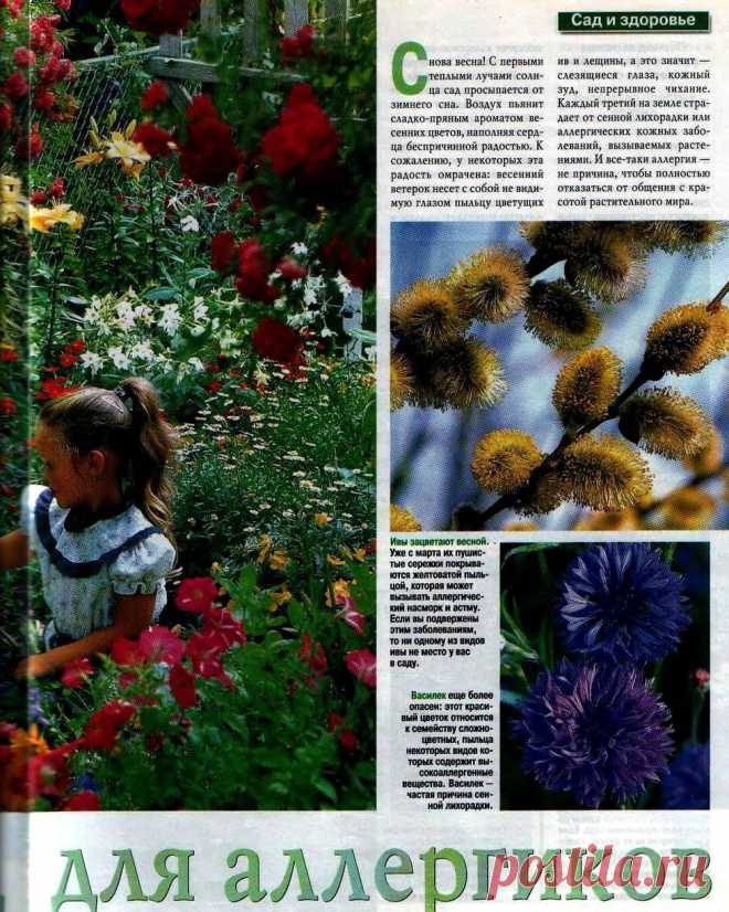 Сад для аллергиков.