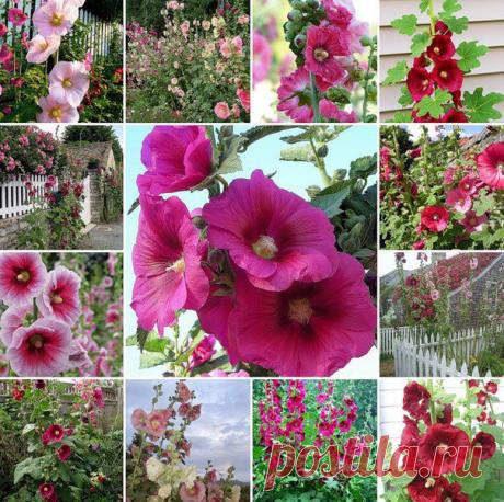 МИР РАСТЕНИЙ. Мальва розовая | Хвастунишка