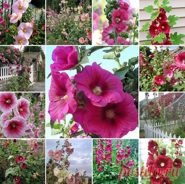 МИР РАСТЕНИЙ. Мальва розовая | Хвастунишка