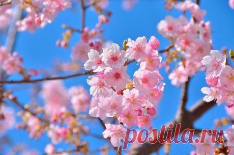 artleo.com_70463.jpg (1920×1270) | Яблоневый цвет