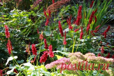 Сорта горца на любой вкус — выбираем вместе. Фото — Ботаничка