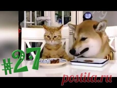 СМЕШНЫЕ ЖИВОТНЫЕ 2020 😺🐶 Лучшие приколы 2020 Кошки Собаки Смешные коты Забавные животные
