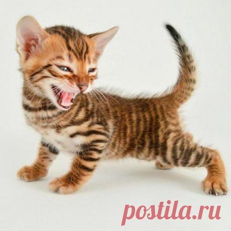 Тойгер — самая популярная кошка в 2022 году | Cплошное Ми Ми Ми | Пульс Mail.ru