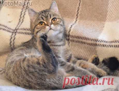 Полёт фантазии