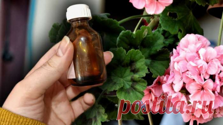 Чтобы домашние цветы зимой были здоровы и цвели: 3 эффективных удобрения
