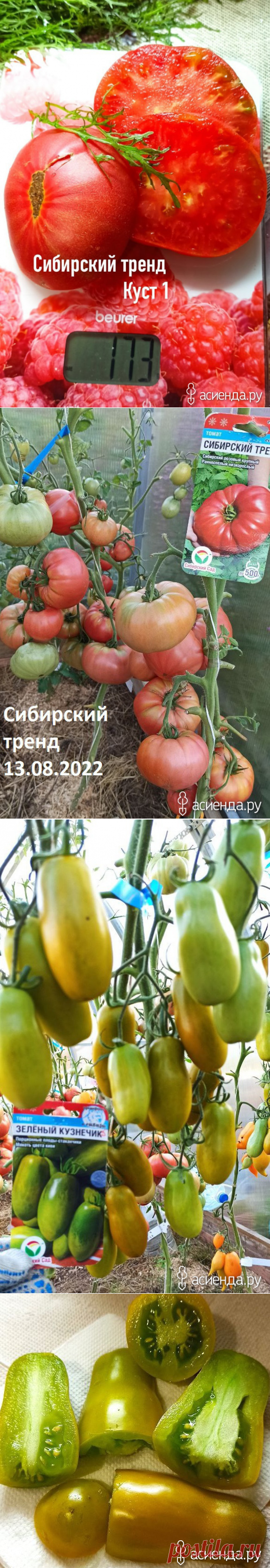 Тестирование СибСад и переживания: Дневник пользователя Достигаюшка