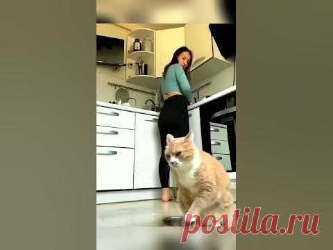 смешно до слез #смех #юмор #trending #тренд #рек #шортс #cat #fun