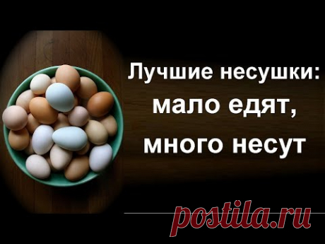 Лучшие куры несушки - Яйценоскость кур породы леггорны