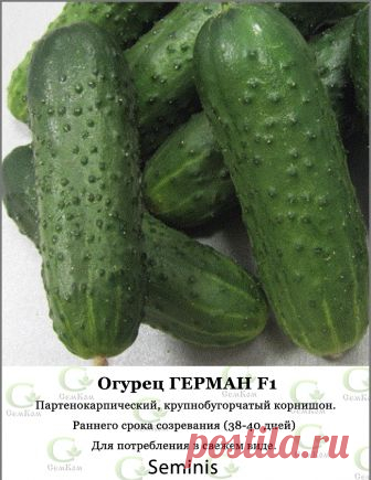 Семена огурцов купить по каталогу почтой, доставка наложенным платежом в интернет-магазине «Агромсемфонд»