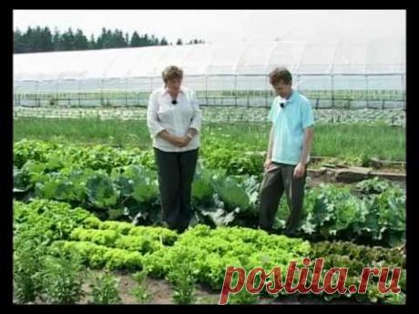 Сад и огород. Салат, базилик, шпинат