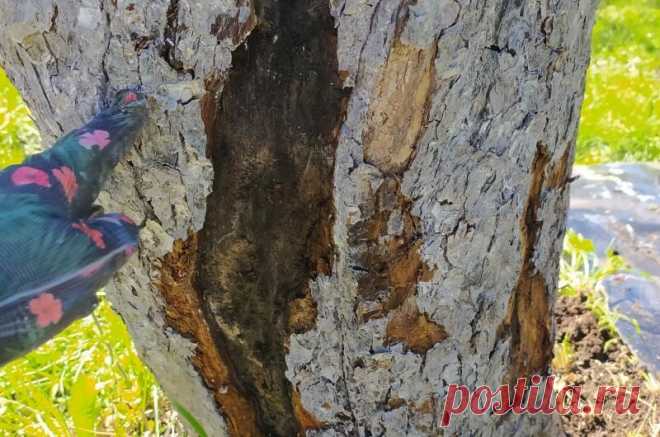 Чем замазывать раны на плодовых деревьях. 5 лучших средств | Дачные секреты от Виктории Радзевской | Яндекс Дзен