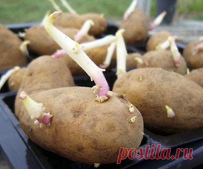 Грамотная предпосадочная подготовка картофеля – залог суперурожая