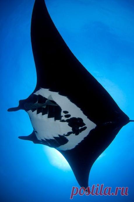 Manta ray