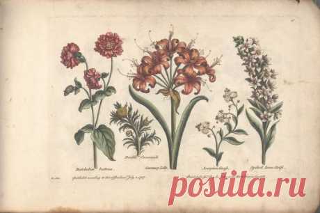 The florist, or, An extensive and curious collection of flowers, for the imitation of young ladies, either in drawing or in needle?workby A. Heckle. : Heckel, Augustin, : Free Download, Borrow, and Streaming : Internet Archive