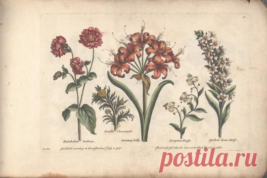 The florist, or, An extensive and curious collection of flowers, for the imitation of young ladies, either in drawing or in needle?workby A. Heckle. : Heckel, Augustin, : Free Download, Borrow, and Streaming : Internet Archive